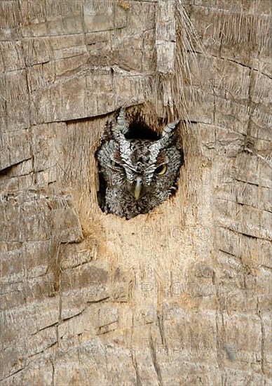 Eastern screech owl