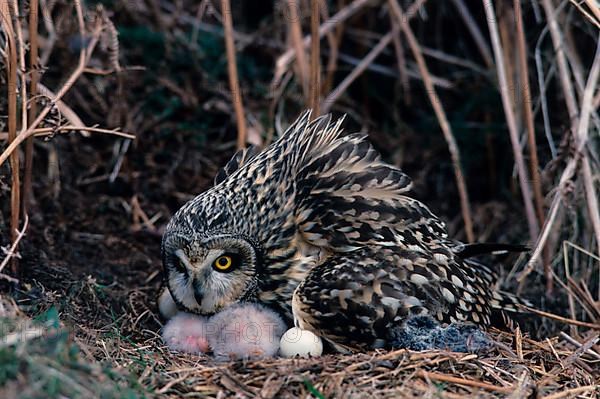 Short-eared Owl