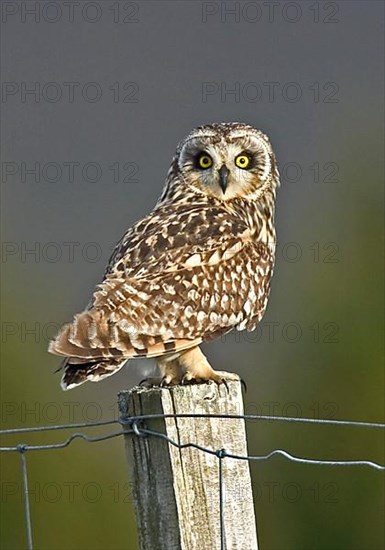 Short-eared Owl