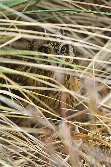 Short-eared Owl