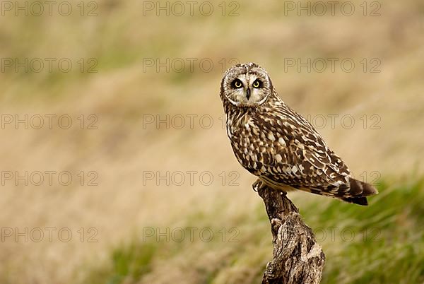 Short-eared owl