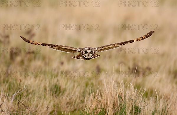 Short-eared owl