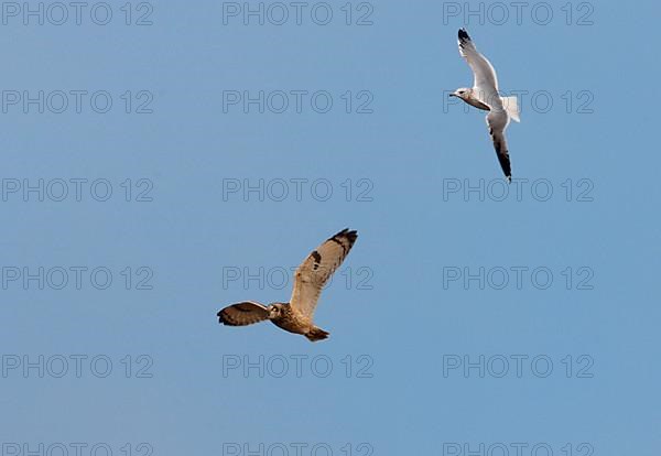 Short-eared Owl