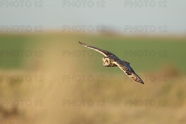 Short-eared owl