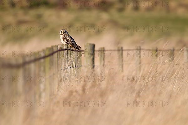 Short-eared Owl