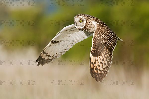 Short-eared Owl