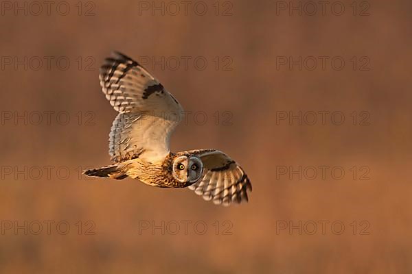 Short-eared Owl
