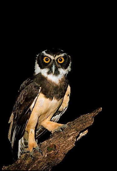 Spectacled Owl