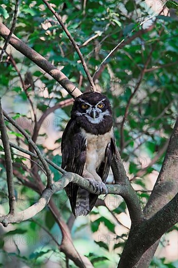 Spectacled owl