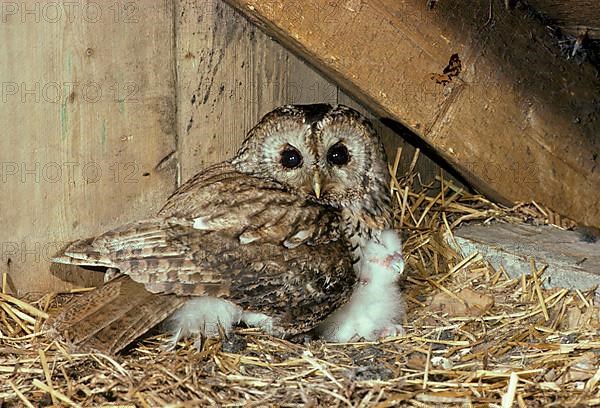 Tawny Owl