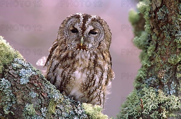 Tawny Owl