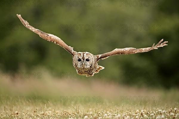 Tawny Owl