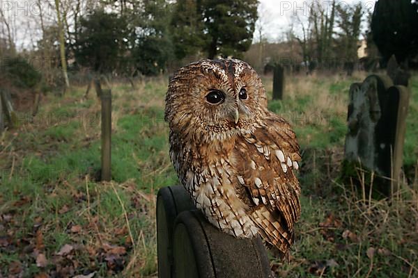 Tawny owl