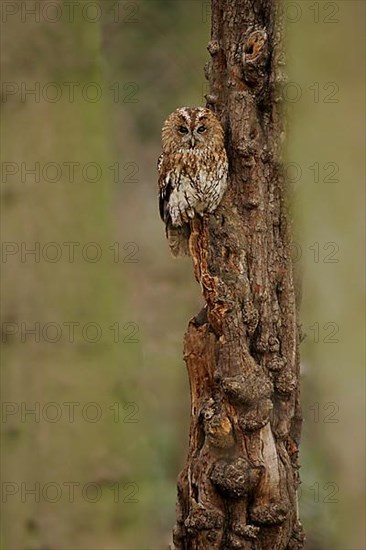 Tawny Owl