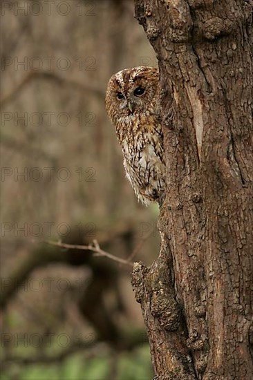 Tawny Owl