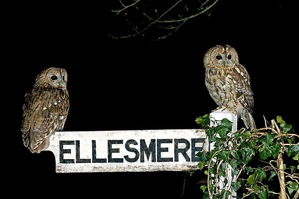 Tawny tawny owl