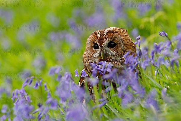 Tawny Owl