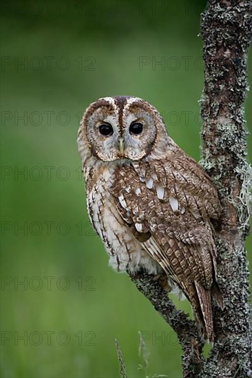 Tawny Owl