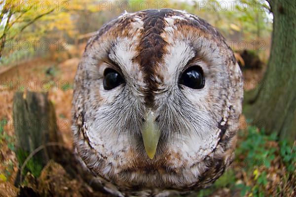 Tawny Owl