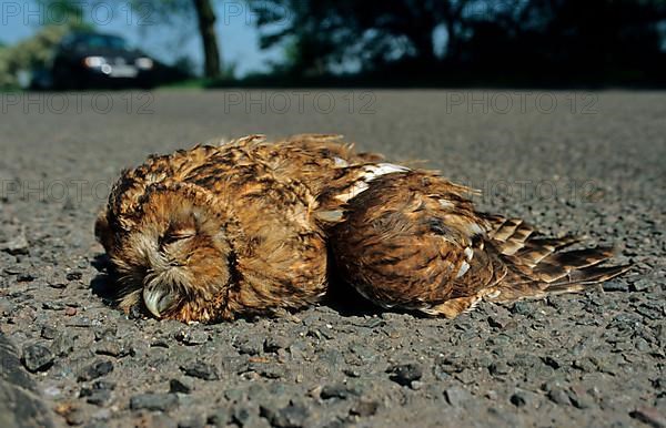 Tawny Owl