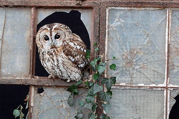 Tawny tawny owl