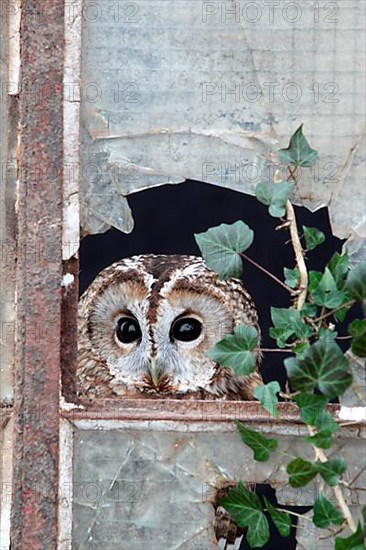 Tawny tawny owl