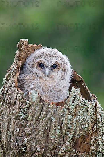 Tawny Owl