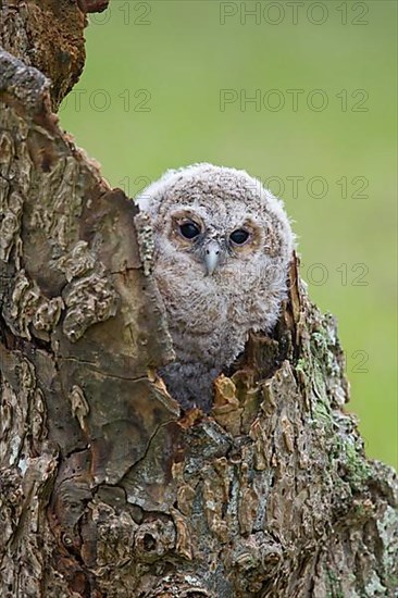 Tawny Owl