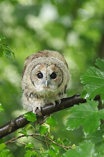 Tawny owl