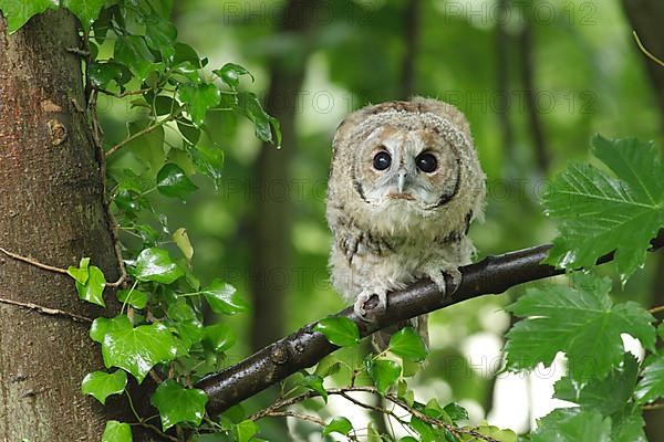 Tawny owl