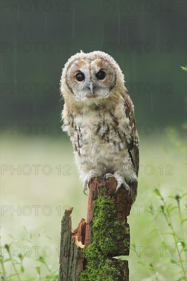 Tawny owl