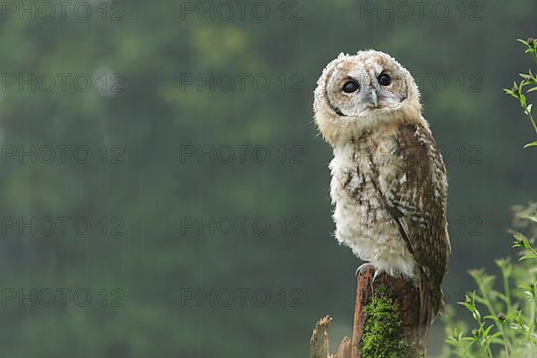 Tawny owl