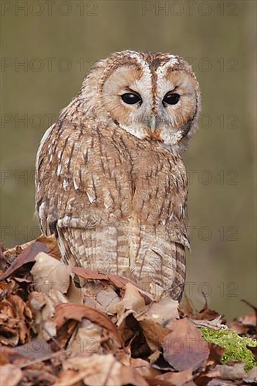 Tawny owl