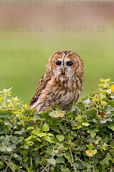 Tawny Owl