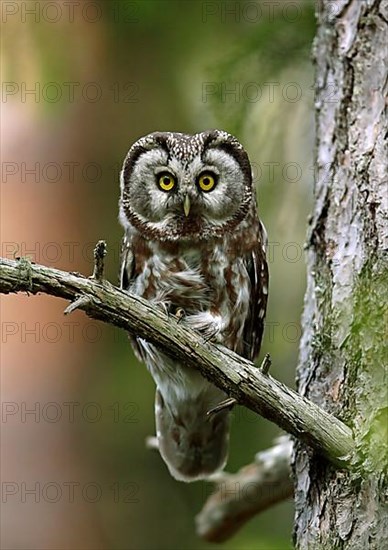 Tengmalm's Owl adult