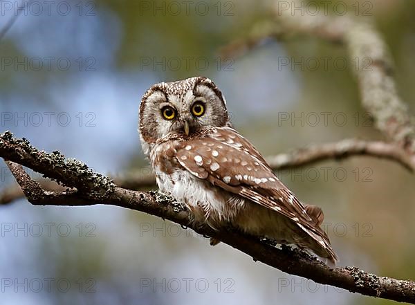 Tengmalm's Owl adult