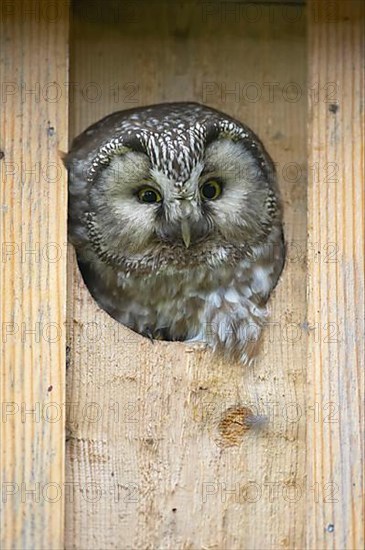 Tengmalm's Owl adult