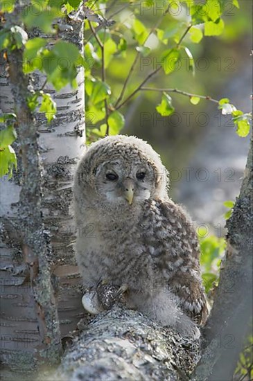 Ural Owl