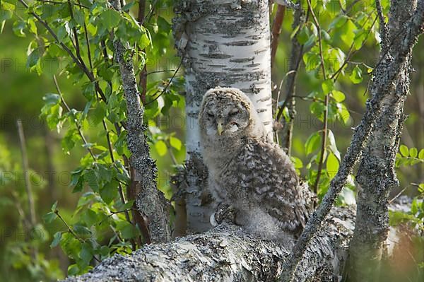 Ural Owl