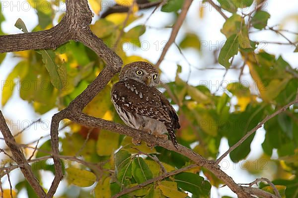 Pearl-spotted owlet