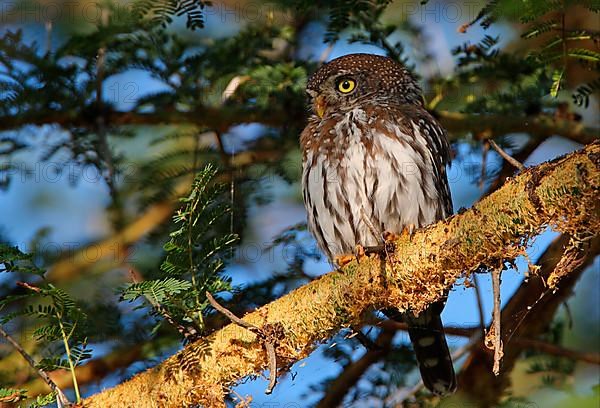 Pearl-spotted Owlet