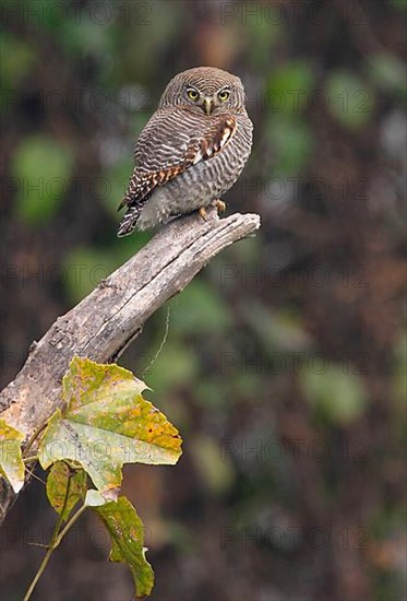 Jungle Owlet