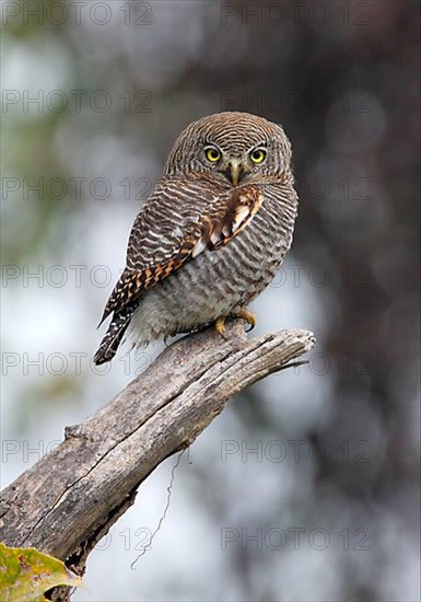 Jungle Owlet