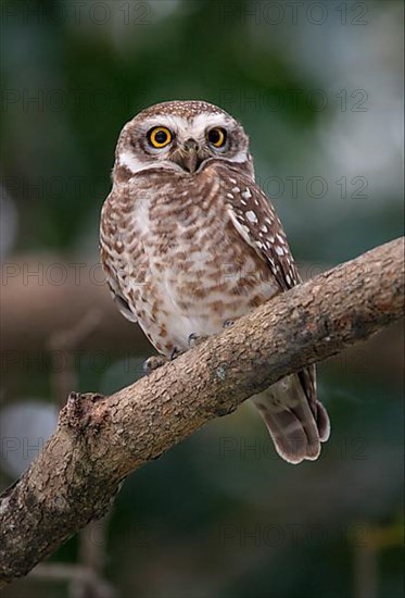 Spotted Owl