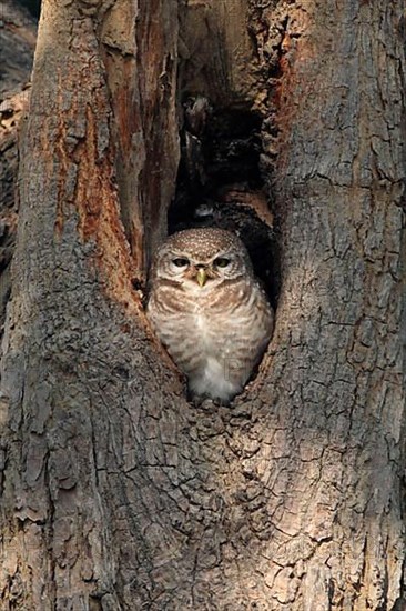 Spotted owlet