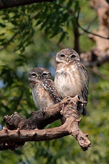 Spotted owlet