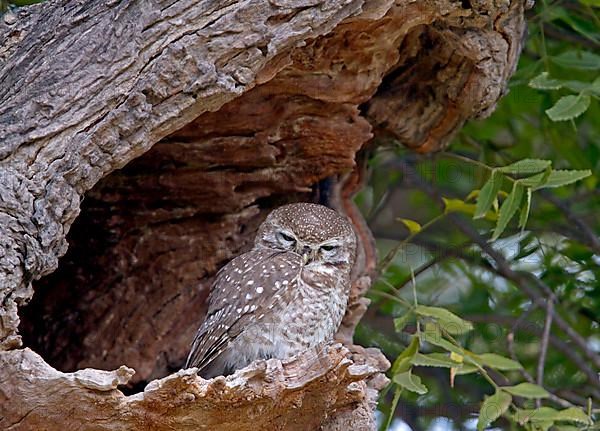 Spotted owlet