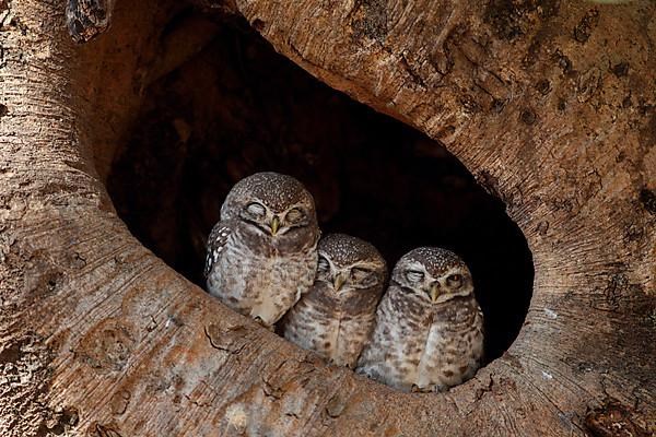 Spotted owlet