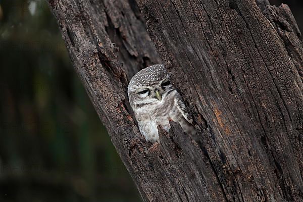 Spotted owlet