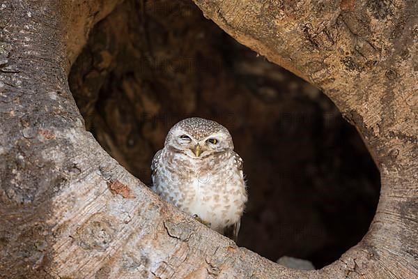 Spotted owlet